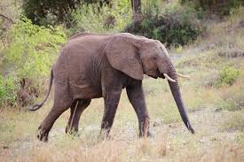 African safari animals list of wildlife adventures. Africa 10 Must See Animals On A Safari