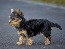 yorkshire terrier dog breed ukpets