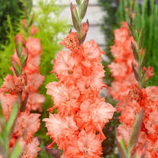 Gladiolus Charkov Summer Flowering Bulb
