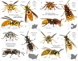 Pin By Allie Reddinger On Hornet Bee Bees Wasps Hornet