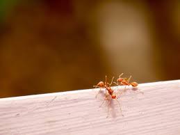 Grundsätzlich schaden ein paar ameisen im garten nicht. Ameisen In Haus Wohnung Effektiv Bekampfen Plantura