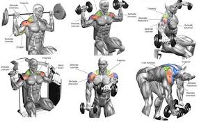 Best Shoulder Workouts Shoulder Workout Best Shoulder