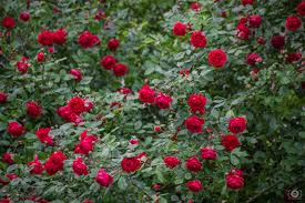 red rose shrub background high