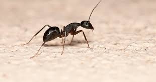 how to get rid of ants in carpet easy