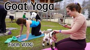 kid goats are out goat yoga turtles