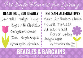 deadly easter flowers for pets