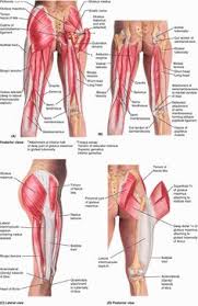 The biceps femoris and synergistic semitendinosus and the semimembranosus muscles are. Lower Back Muscles