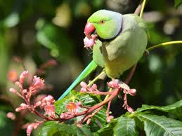 Birds appearing as small parrots are referred to as the 'parakeets' by which the budgies belong. Much Debated Mystery Of Bright Green Parakeets Arrival In Uk Solved Scientists Believe The Independent The Independent