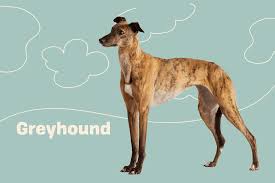 greyhound dog breed information and