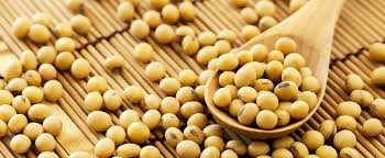 Image result for soya bean