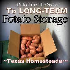 Potato Storage Options Texas