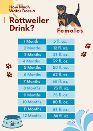 how much does a rottweiler drink