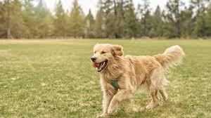 golden retriever dog breed health and
