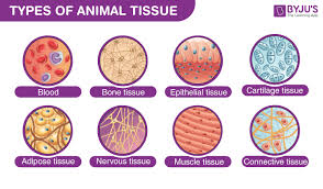 Animal Tissue Types Of Animal Tissue Structure