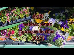 b m outdoor plants collections 2023