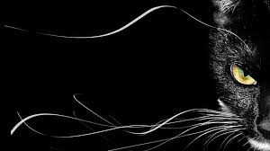 Drawings Black Cat On Black Background