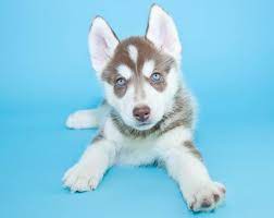 siberian husky pups with stunning blue eyes