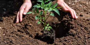 Tomato Plant Spacing Considerations