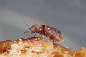 pantry beetles grain weevils spider