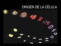 Origen de la célula