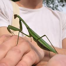 The dust amount should be the max dust range that a pet gives at level 20, max training. Live Praying Mantis Pet Unicun