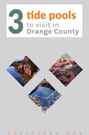 3 Tide Pools To Visit In Orange County Oc Exploreoc Explore