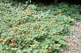 rubus calycinoides landscape plants