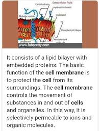 cell membrane brainly