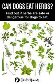 Can Dogs Eat Herbs What You Need To