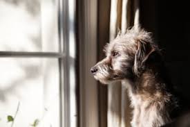 Symptoms of depression for dogs. Anxiety Depression In Dogs Causes Symptoms And How To Help Waxhaw Vets Waxhaw Animal Hospital