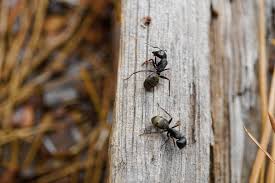 ce qu il faut savoir sur les fourmis