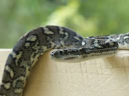 coastal carpet python murwillumbah