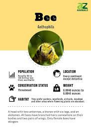 bee insect facts apis mellifera a z