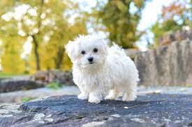 teacup maltese a complete guide to