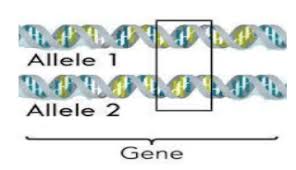 genotype for the height of an organism