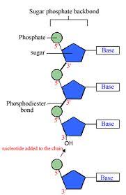 biochemistry i module of the mcat self