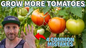 killing your tomato ion