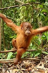 There are a lot of different animals that can be found in the tropical rainforest. Tropical Rainforest Wikipedia