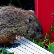 how to keep groundhogs away