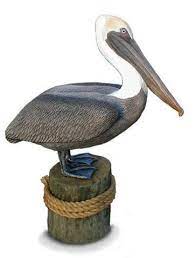 Life Size Brown Pelican Sculpture