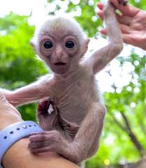 adorable baby monkey born at dallas zoo