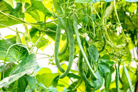 how to grow and care for common beans