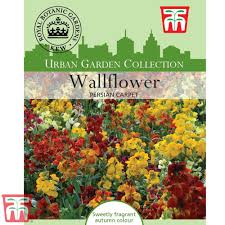 wallflower persian carpet kew