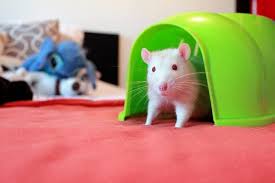 best bedding for rats reviews