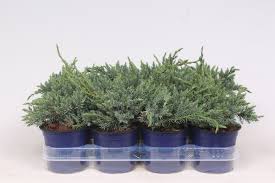 juniperus squamata blue carpet