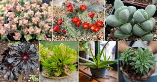 Rock Garden Succulents 18 Easy To Grow