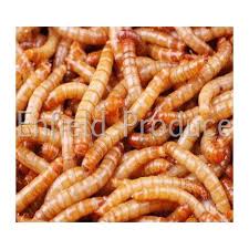 Mealworms Pisces Live Insect Food