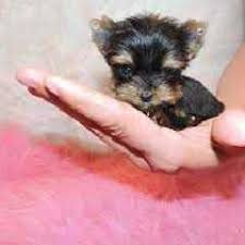Before you decide to buy a yorkie, learn a little more about their origins, personality, and temperament. Pennysaver Yorkshire In San Diego