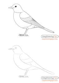 30 easy bird drawing ideas how to
