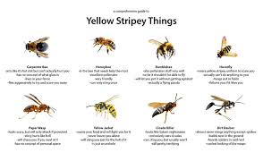 how to keep wasps away when enjoying